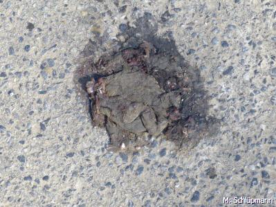 Überfahrene Erdkröte