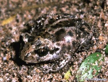Knoblauchkröte Pelopbates fuscus
