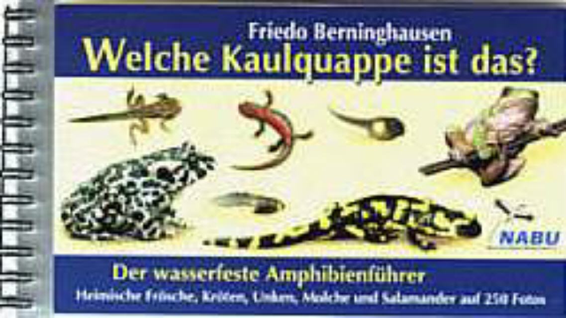 Berninghausen: Amphibienführer